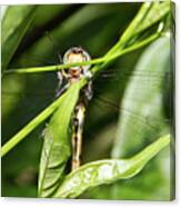 Dragonfly Smiles Canvas Print