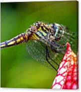 Dragonfly - Wings Forward 001 Canvas Print