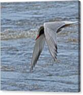 Draw Me A Bird In-flight Canvas Print