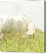 Dream Horse Canvas Print