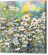 Dreaming Daisies Canvas Print