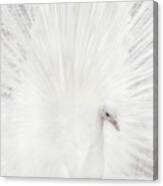 Dreamy White Peacock Canvas Print