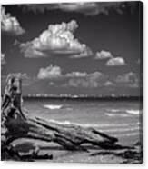 Driftwood And Fort Myers In Black And White Canvas Print