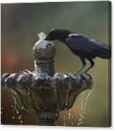 Drinking Crow Canvas Print