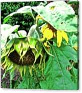 Drooping Sunflowers Canvas Print