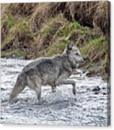 Druid Wolf 21m In Soda Butte Creek Canvas Print