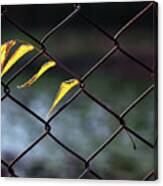 Dry Yellow Leaves Hanging On Metal Fence Canvas Print
