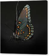 Drying Wings Canvas Print