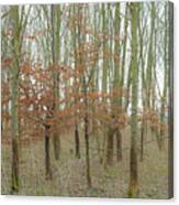 Dualing Trees Canvas Print