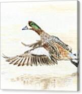 Duck Taking Off. Canvas Print