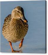 Duck Walk On Ice Canvas Print