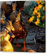 Ducks And Coneflowers Canvas Print