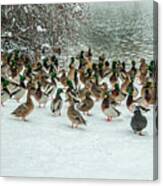 Ducks Pond In Winter Canvas Print