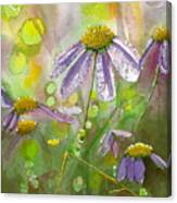 Due Today Z - Dew To Daisy Canvas Print
