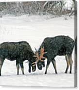 Dueling Moose Canvas Print