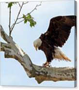 Eagle Flying Lessons 1 Canvas Print