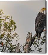 Eagle In Tree Top Canvas Print
