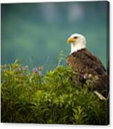 Eagle On The Lookout Canvas Print