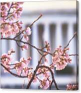 Early Bloom Canvas Print