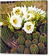 Early Morning Barrel Cactus Blossoms Canvas Print