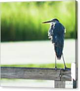 Early Morning Great Blue Heron Canvas Print