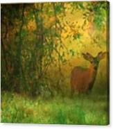 Early Morning Visitor Canvas Print