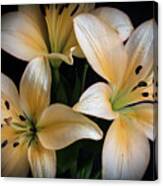 Easter Lilies Canvas Print