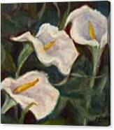 Easter Lillies Canvas Print