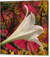 Easter Lily Without Text Canvas Print