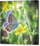 Eastern Blue Butterfly Canvas Print