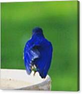 Eastern Bluebird. #birds #birding Canvas Print