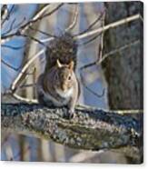 Eastern Gray Squirrel Canvas Print