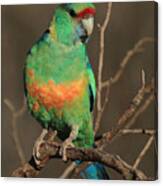 Eastern Or Mallee Ringneck B Canvas Print