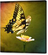 Eastern Swallowtail Canvas Print