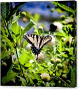 Eastern Tiger Swallowtail Butterfly Canvas Print