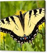 Eastern Tiger Swallowtail Canvas Print