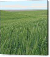 Eastern Wa Wheatfields Canvas Print