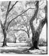 Eden Plantation  Live Oaks Canvas Print