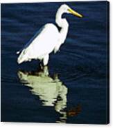 Egret Meditation Canvas Print