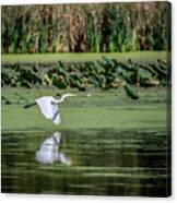 Egret Over Wetland Canvas Print