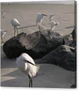 Egrets  10-6-15 Canvas Print