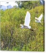 Egrets In Flight Canvas Print