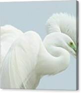 Egrets In Love 2 Canvas Print