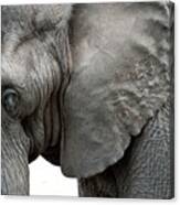 Elephant 2 Canvas Print