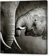 Elephant Affection Canvas Print