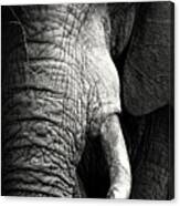 Elephant Close-up Portrait Canvas Print