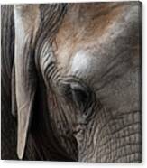 Elephant Eye Canvas Print