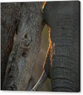 Elephant Leaning Against A Tree Canvas Print