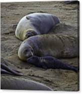 Elephant Seal Mom And Pup Canvas Print