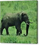 Elephant Walks Canvas Print